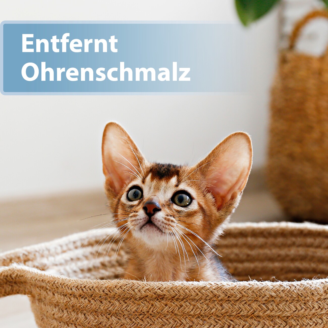 Felisept Ohrpflege Finger-Pads für Katzen 50 Stück