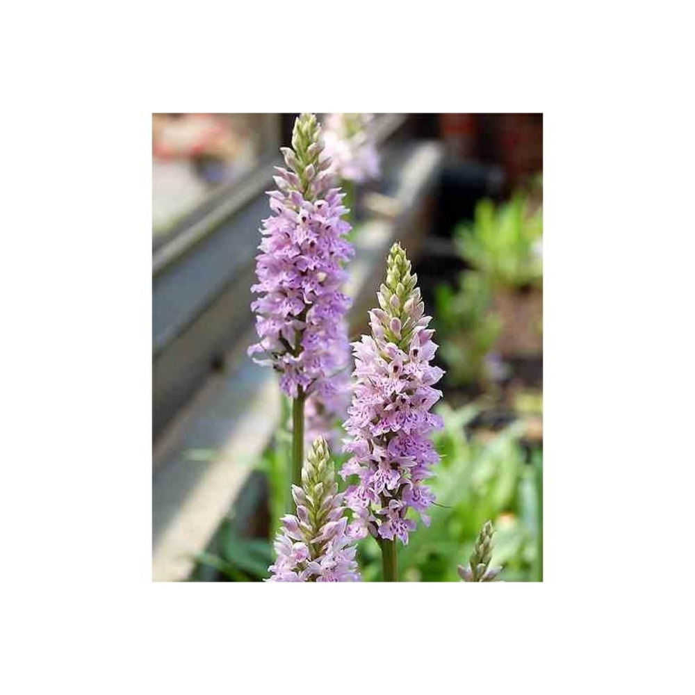 Dactylorhiza maculata taille pot de 1 litre - 0/60 cm