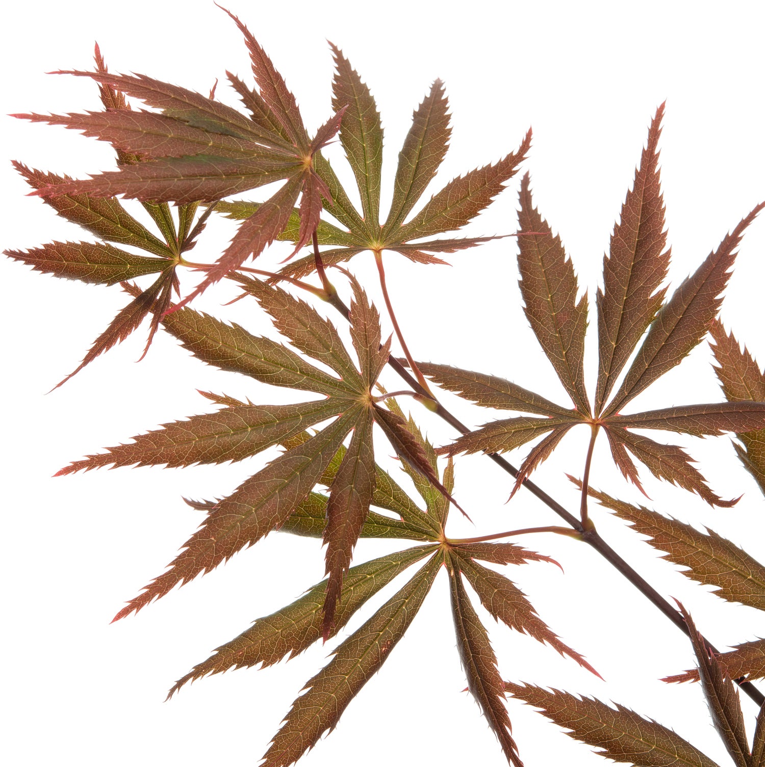 Japanse Esdoorn (Acer palmatum 'Trompenburg') D 19 H 40 cm