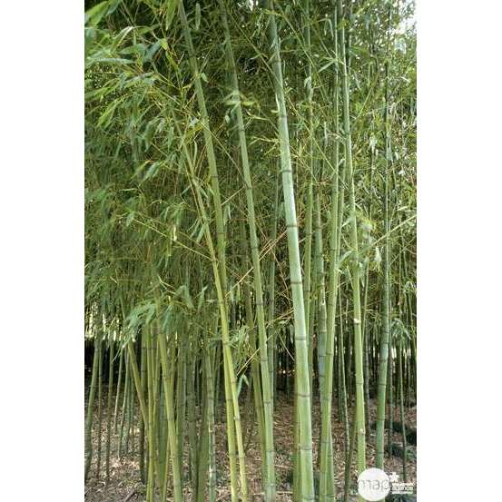 Bambou moyen phyllostachys aurea 200/250 cm: pot de 30 litres