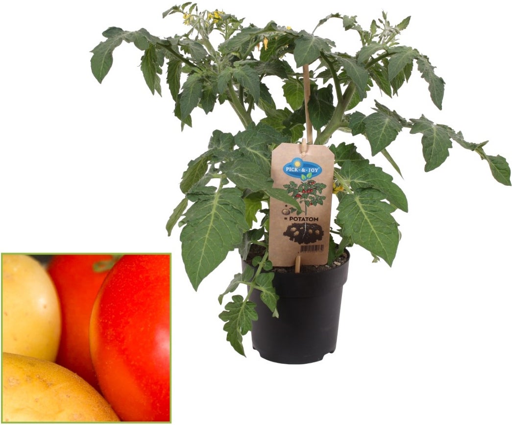 Tomaat-aardappel (Solanum) D 13 H 30 cm