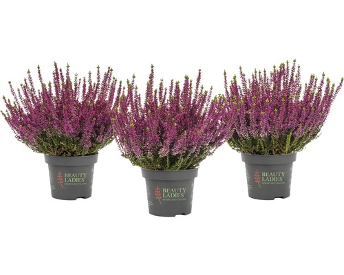 Bud Heather Mix FloraSelf Calluna vulgaris 'Beauty Ladies' Ø 11 cm pot, willekeurige variëteitselectie, effen kleur