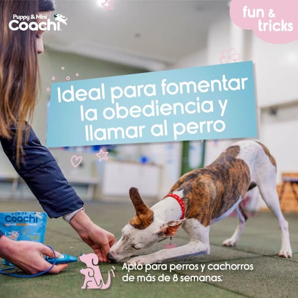 Hundesele Coachi