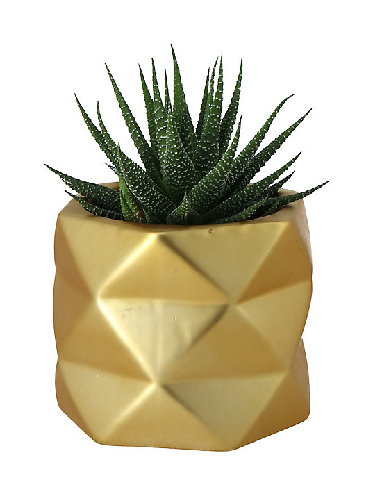 Succulentes avec pot en céramique 9 cm