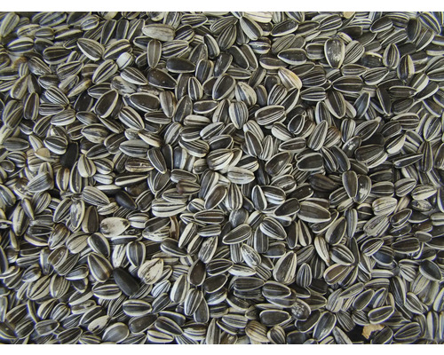 Wintervogelvoer funmix zonnebloempitten 25 kg