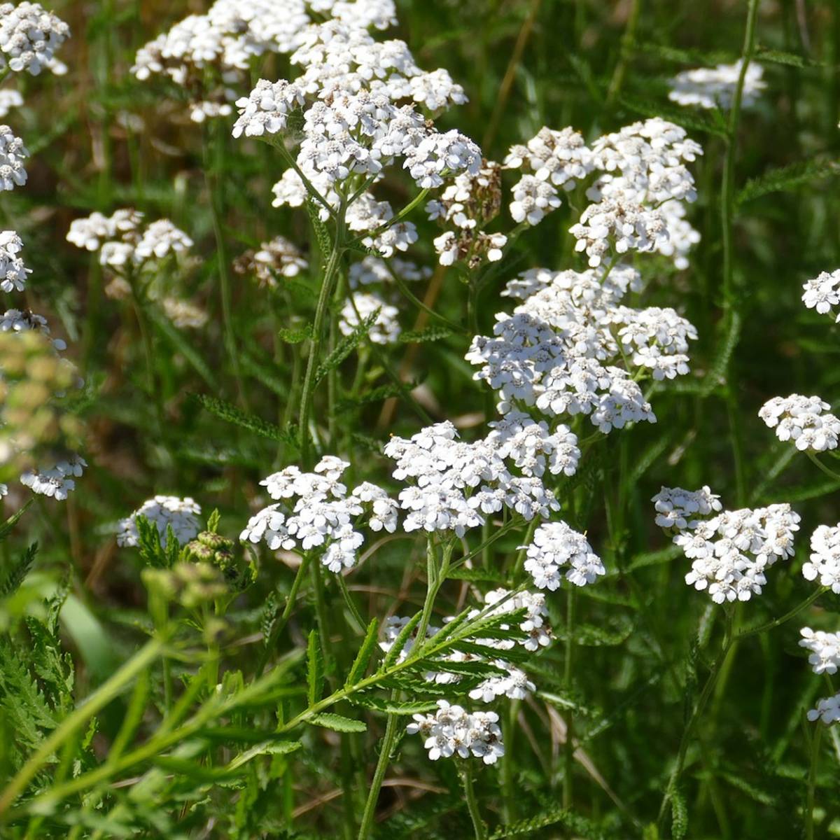 Achillée millefeuille/achillea millefolium[-]godet
