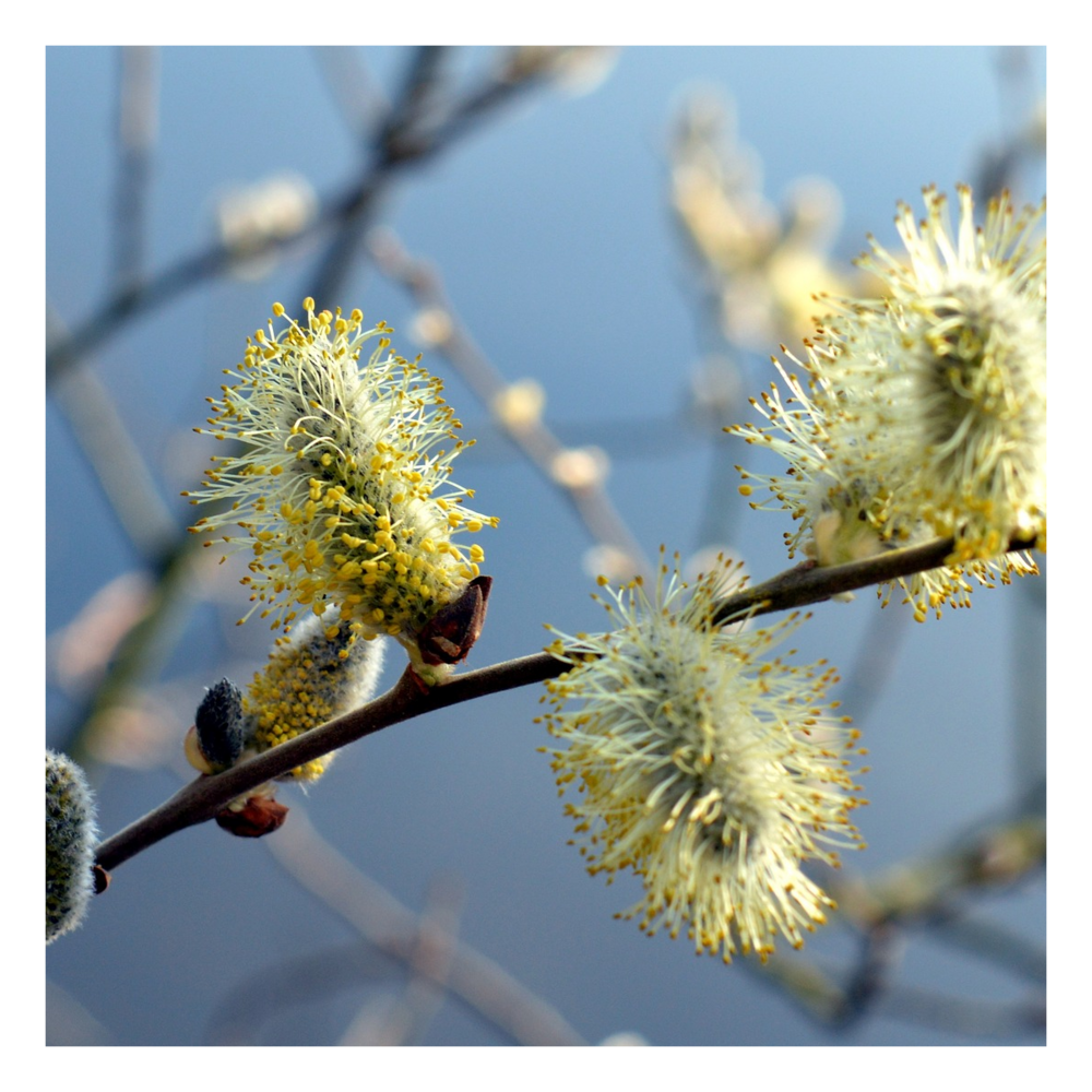 Saule marsault pleureur/salix caprea pendula[-]pot de 7,5l - tigette