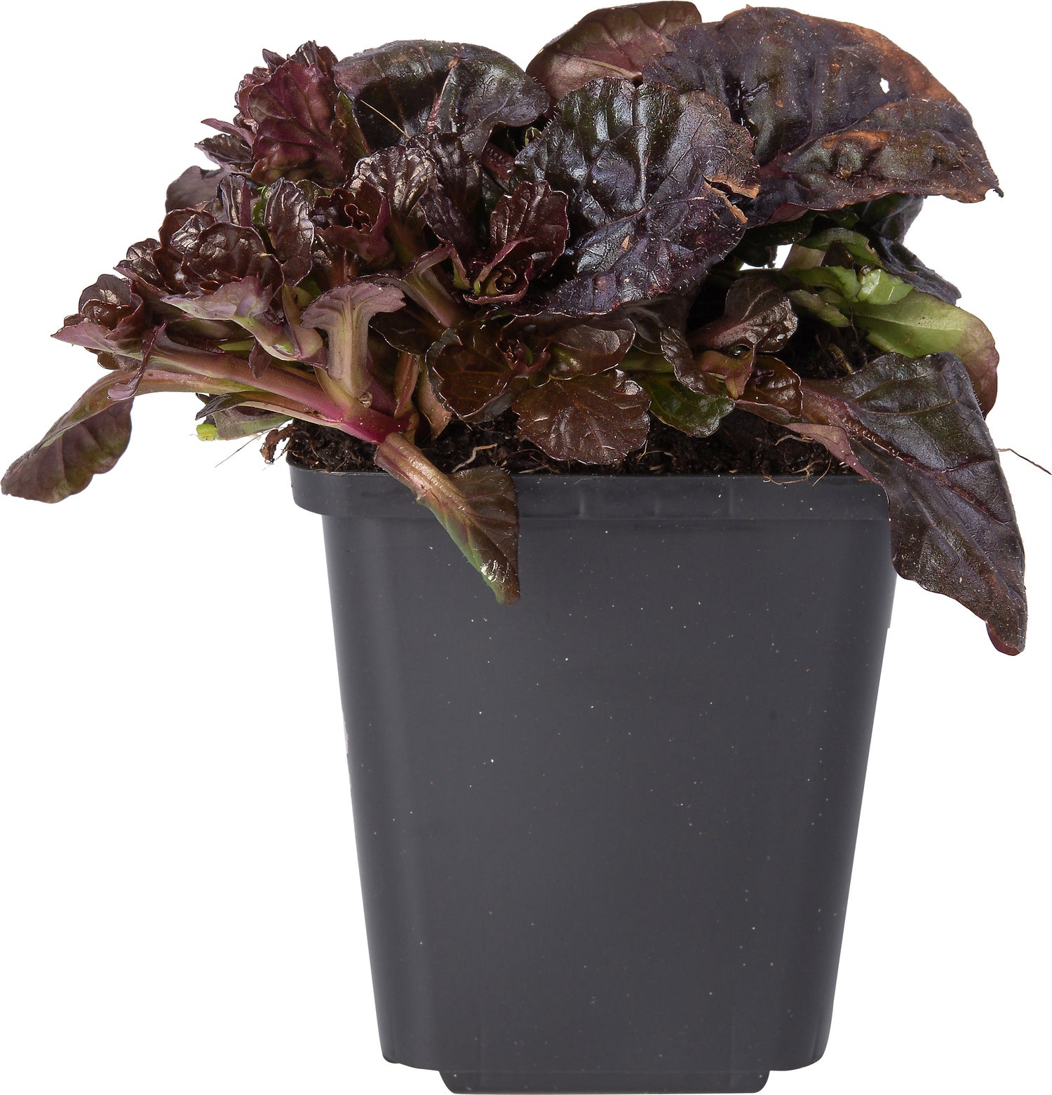 Zenegroen (Ajuga 'Black Scallop') D 9 H 10 cm