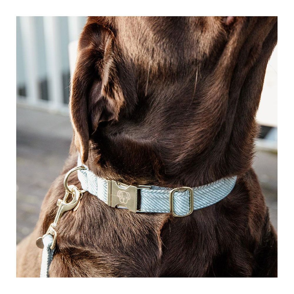 Kentucky LAINE -  Collier pour chien bleu clair