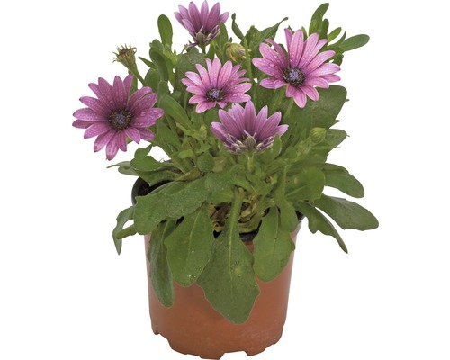 Kaapse madelief FloraSelf Osteospermum ecklonis Ø 11 cm pot diverse kleuren