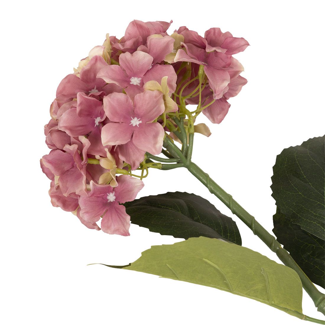 Hortensia blomst
