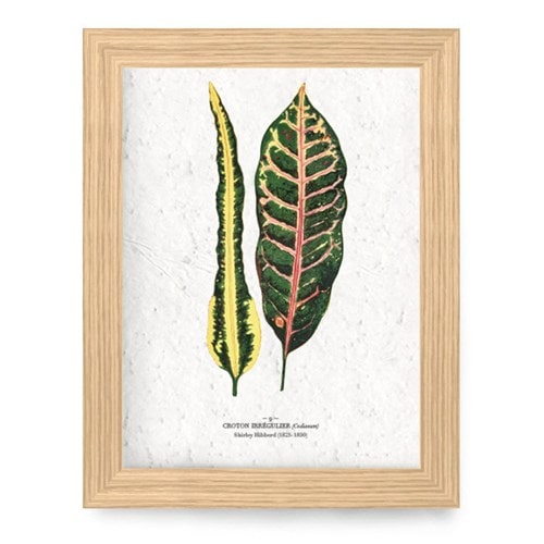 Affiche à planter a4 - croton