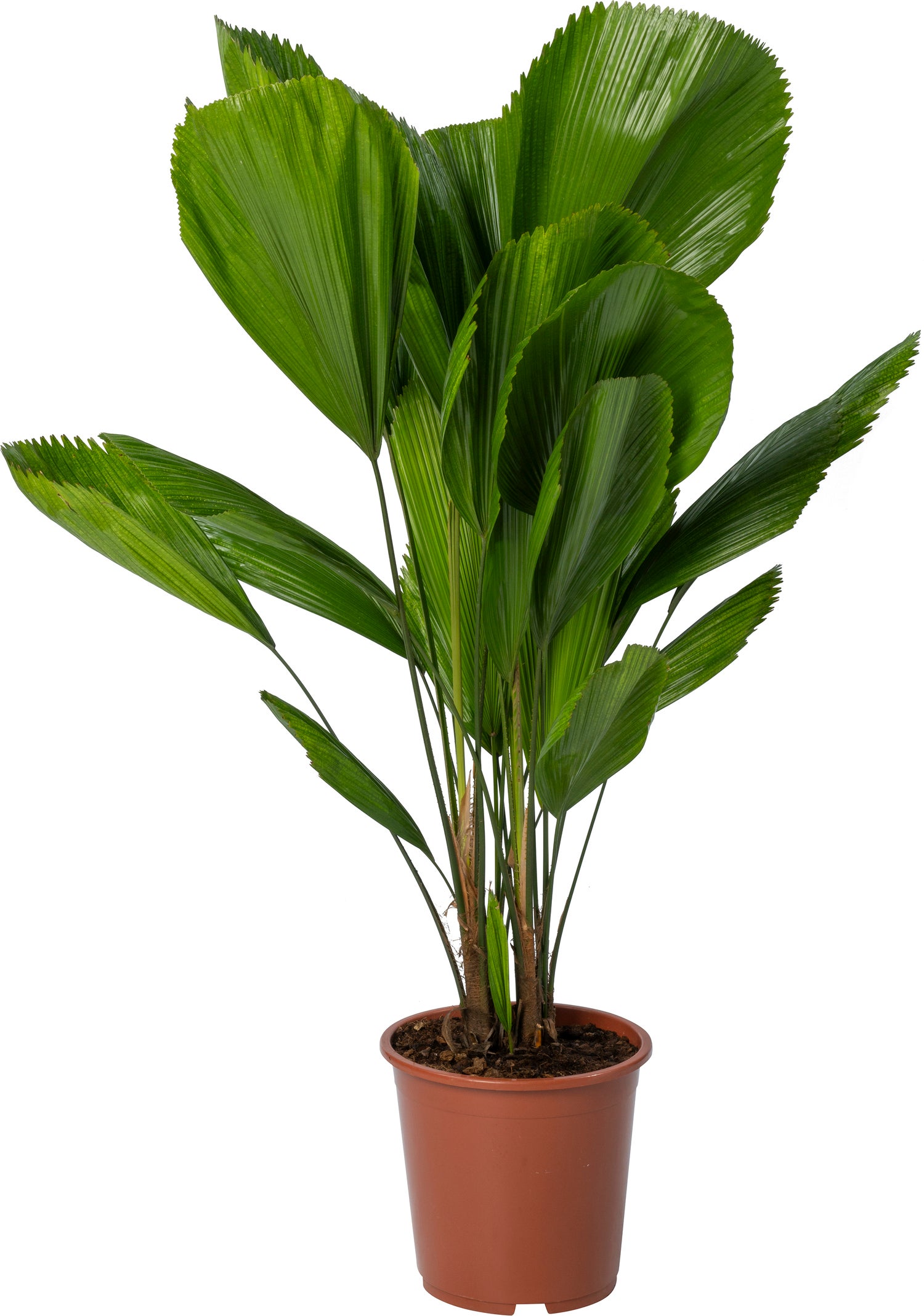 Waaierpalm (Licuala grandis) D 27 H 130 cm