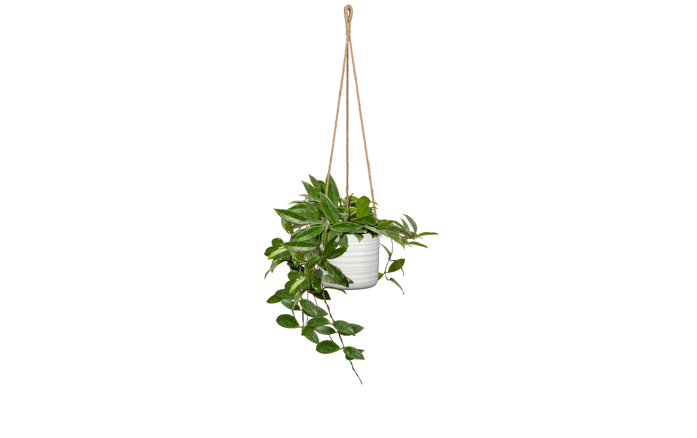 Scheurich Blumenampel »Cottage 16.6 cm«