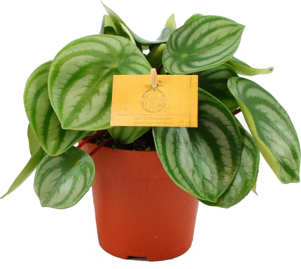 Watermeloen (Peperomia argyreia) D 12 H 20 cm