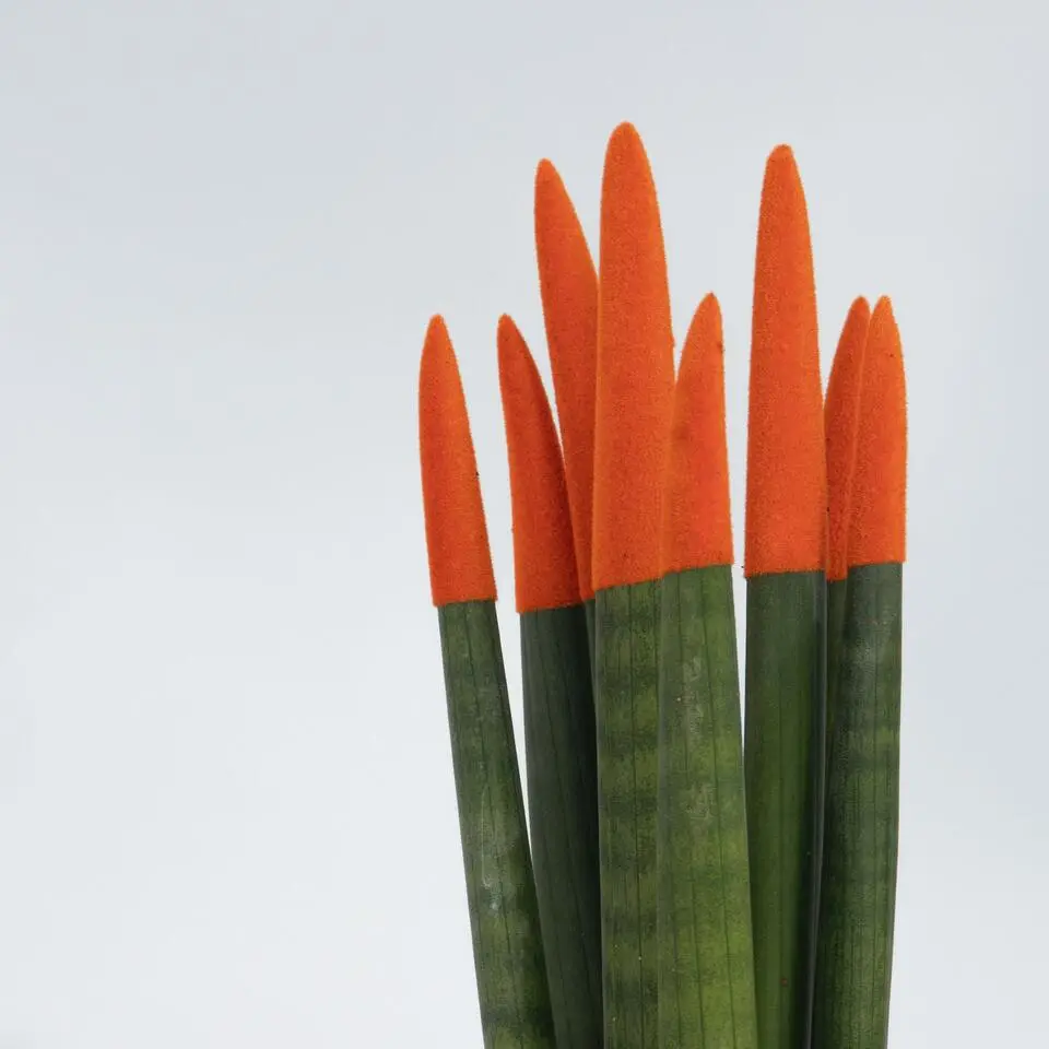 Vrouwentong - Set van 2 - Sansevieria cylindrica - Hoogte 20-40cm - ⌀9cm