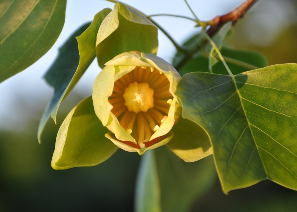Jardin dans le sac - tulipier de virginie - 20 graines - liriodendron tulipifera