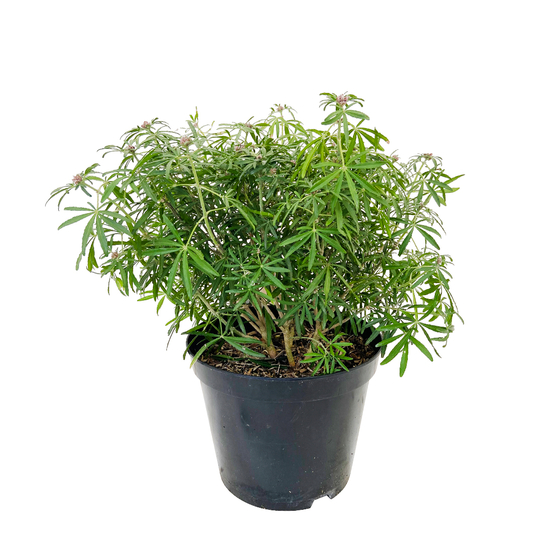 Choisya 'White Dazzler':pot 7L MDD