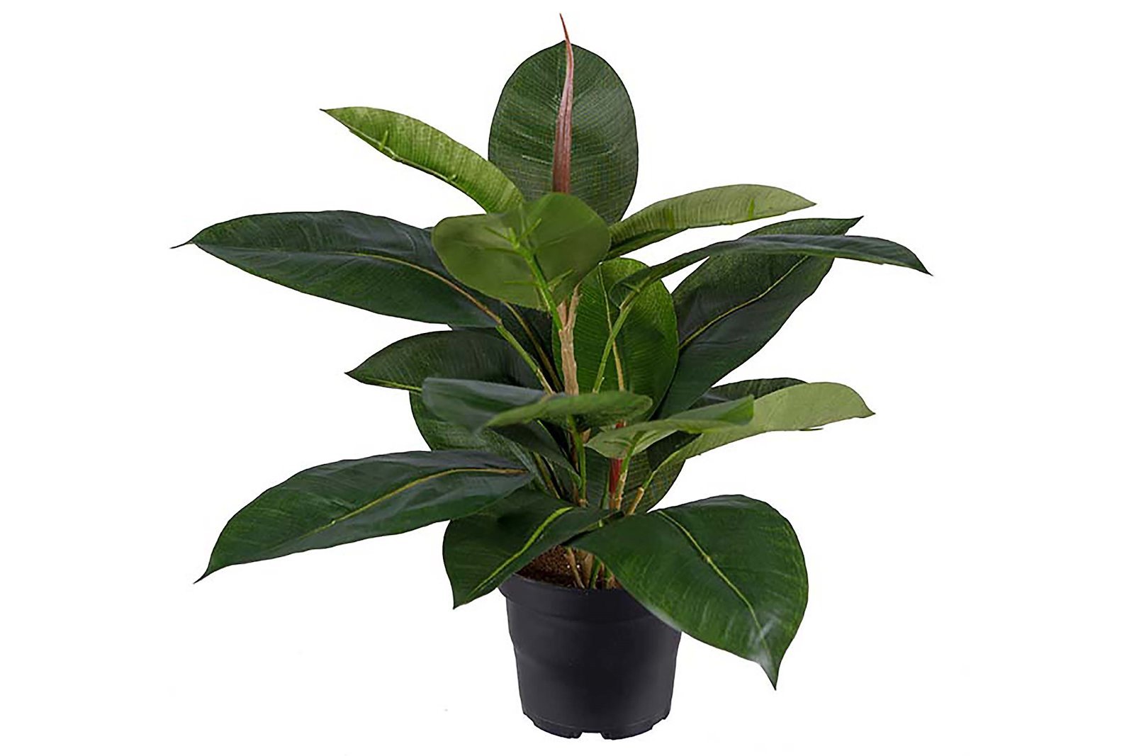 Fikus Robusta potteplante Grønn. H35 cm