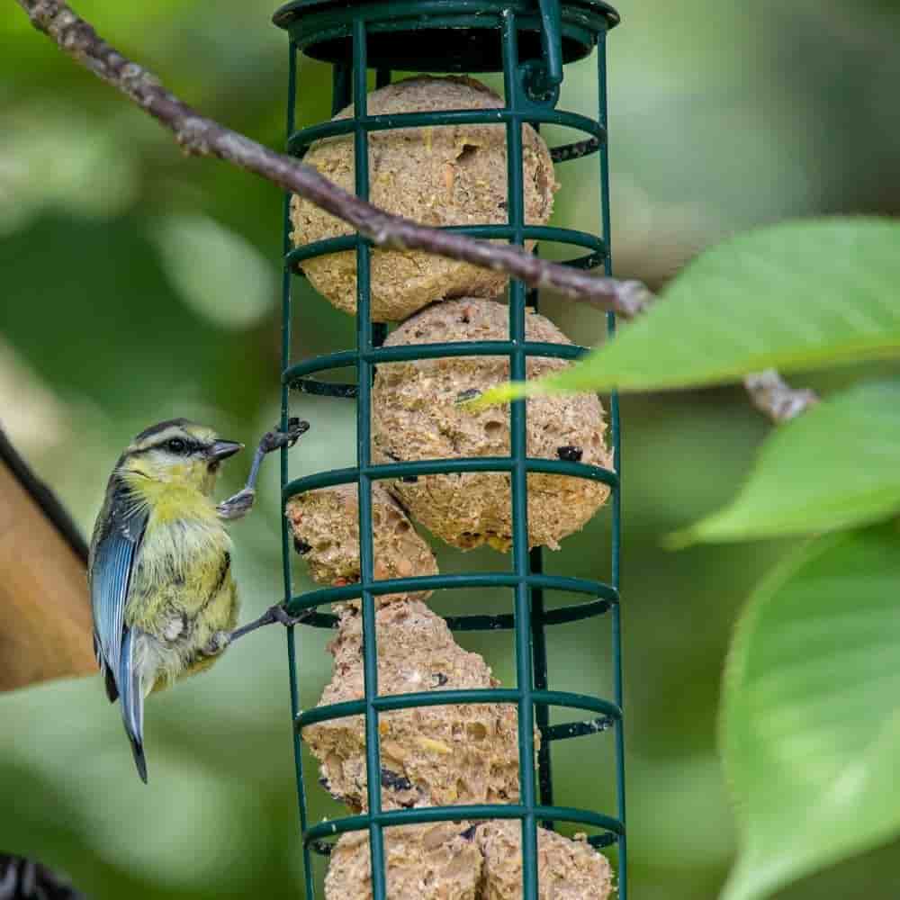 Klasebo Premium Vetbollen met Insecten, 200 x ca. 90 gram, zonder net, voer voor wilde vogels, vetvoer voor vogels