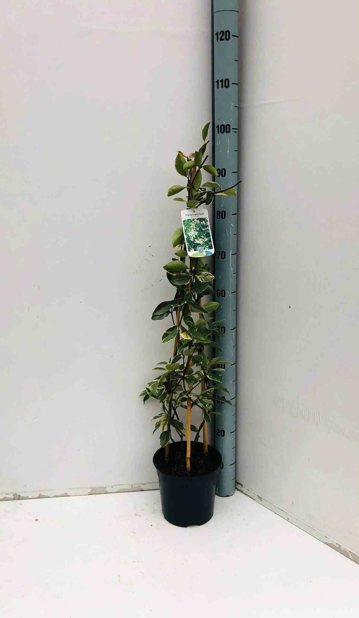 Trachelospermum jasminoides cv. Variegata tricolor (jasmin étoilé) blanc - taille pot de 3 litres - 80/100 cm