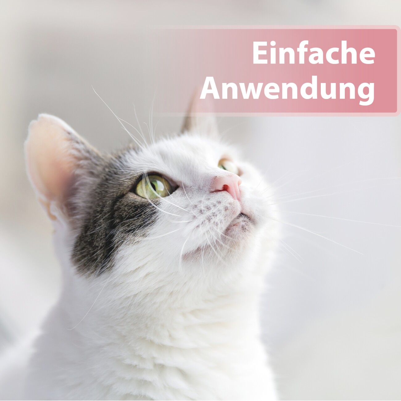 Felisept Augenpflege-Pads für Katzen 100 Stück