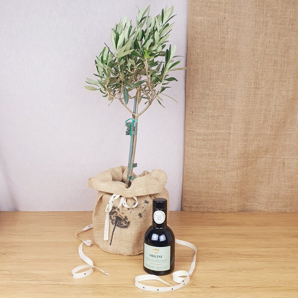 Coffret d'un grand olivier, avec son huile d'olive bio