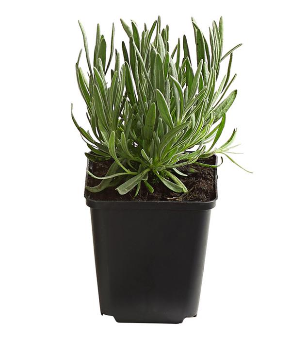 Bio Lavendel 'Alba'