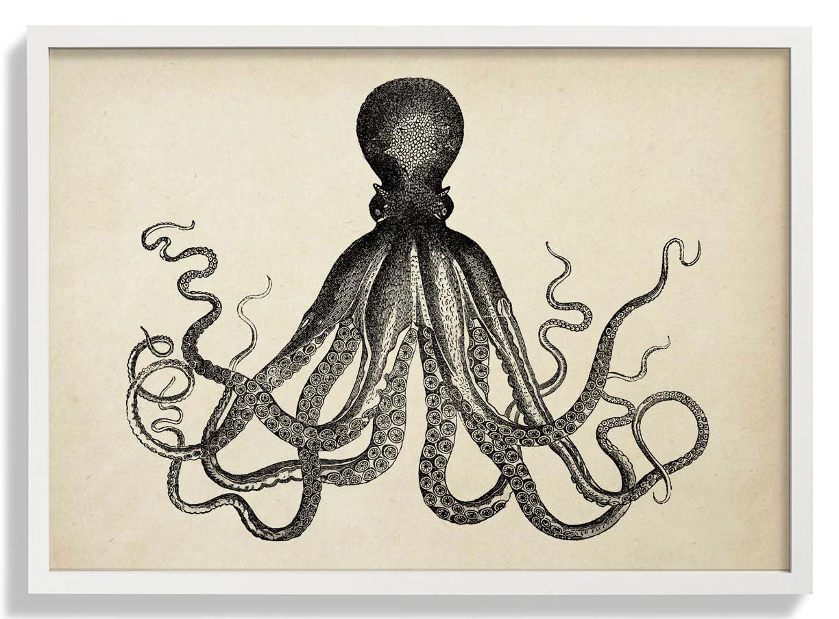 Antiker Oktopus IV