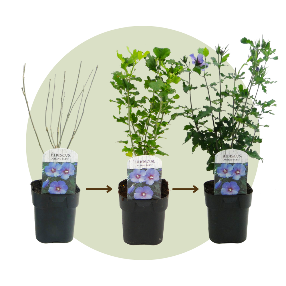 Hibiscus syriacus - 'oiseau blue' - lot de 2 - pot 17cm - hauteur 25-40cm