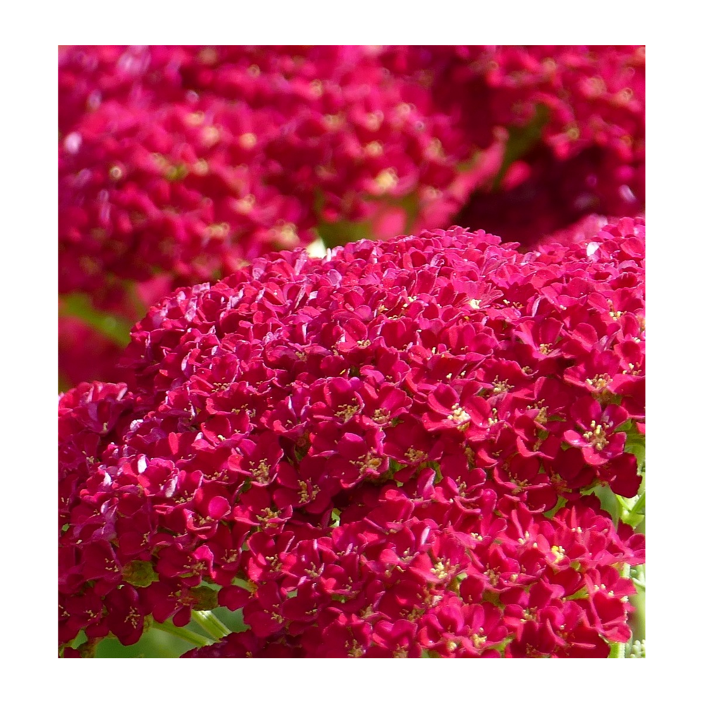 Graines d'achillée millefeuille cerise queen/achillea millefolium cerise queen[-]sachet de 0,50 gr.