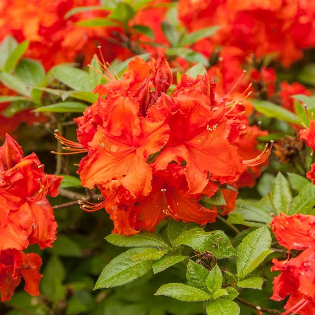 Rhododendron (Knap Hill-Group) 'Gibraltar' Asalea 'Gibraltar' Ø23 cm