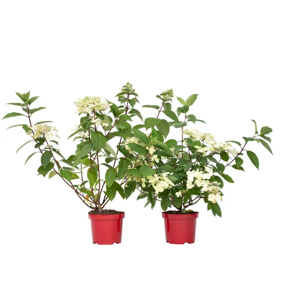 Pluimhortensia - Set van 2 - Hydrangea 'Wim's Red' - Hoogte 25-40cm - ⌀19cm