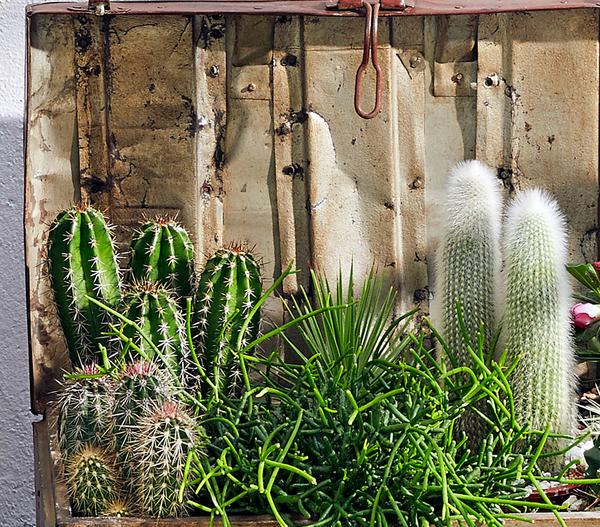 Säulenkaktus - Cereus peruvianus,