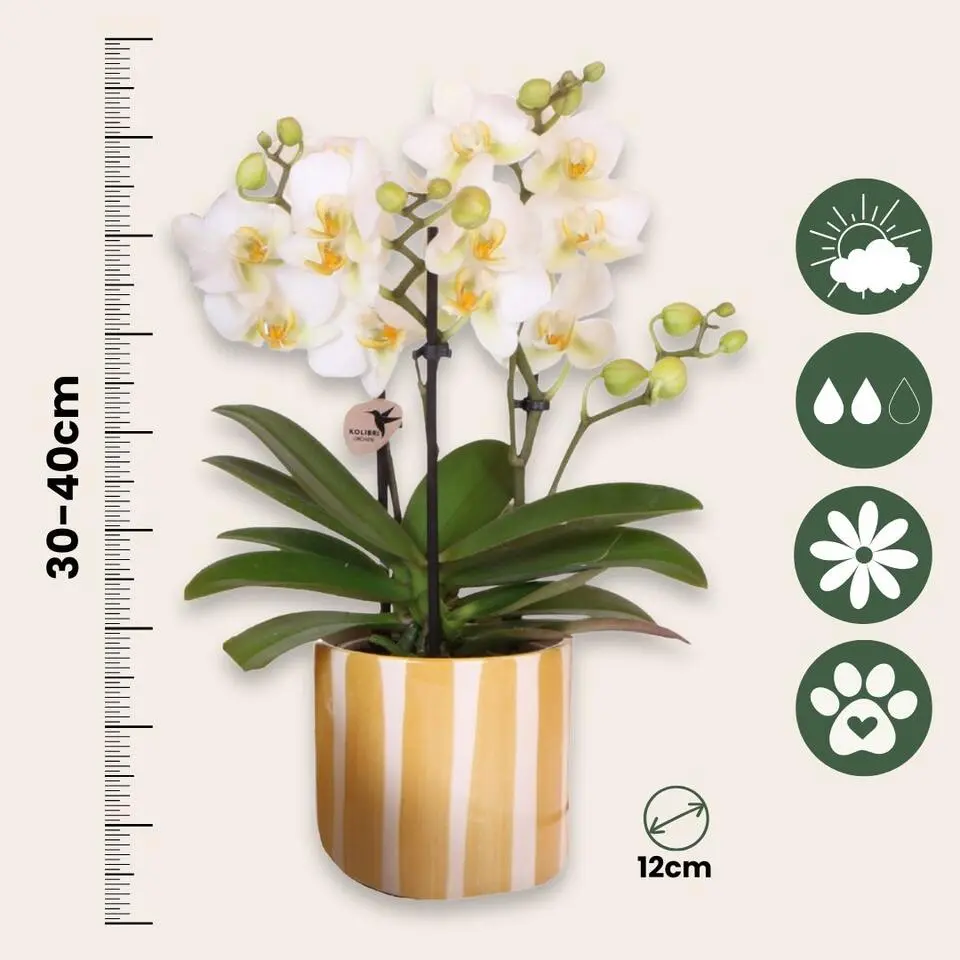 Cadeauset orchidee 'Yellow XL' - Phalaenopsis - Hoogte 35cm
