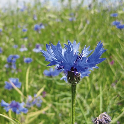 Blumensamen Samenkugeln, Blaublühend