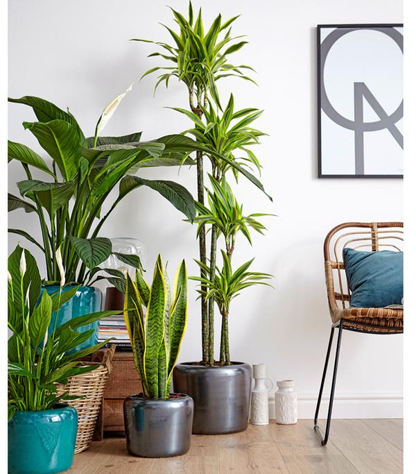 Bogenhanf - Sansevieria trifasciata var.