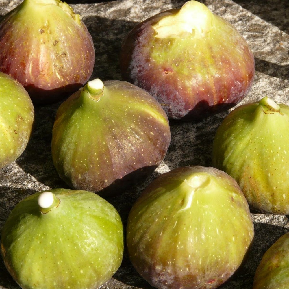 Figuier carica goutte d'or/ficus carica goutte d'or[-]pot de 4l - 20/40 cm
