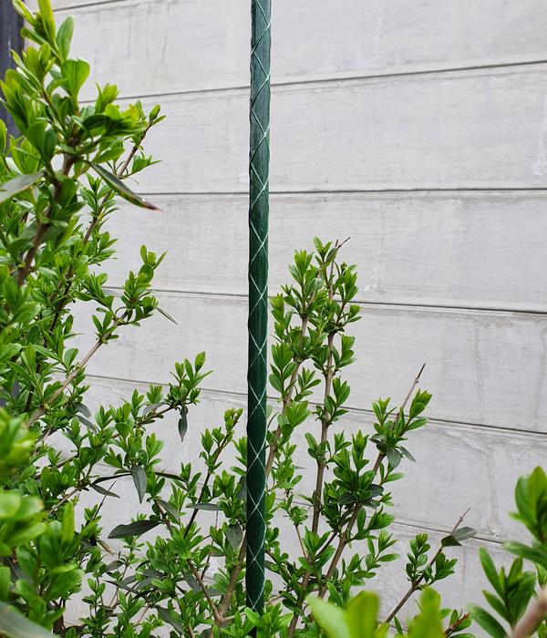 Dehner Fiberglas-Pflanzenstab