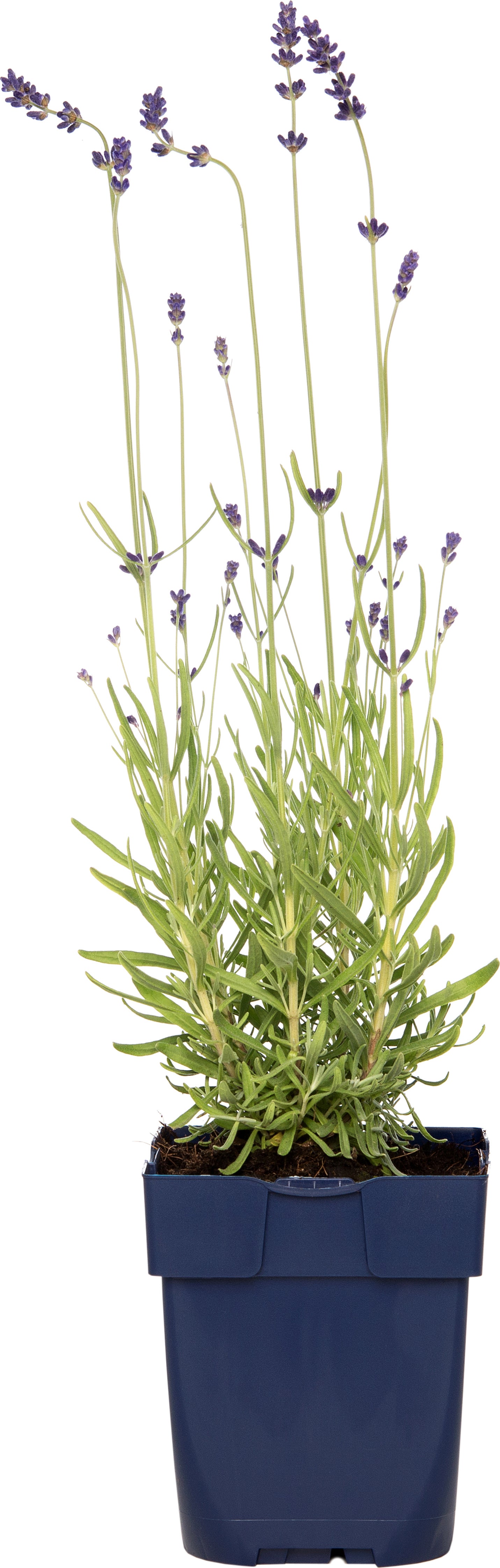 Lavendel (Lavandula augustifolia 'Hidcote') D 11 H 10 cm