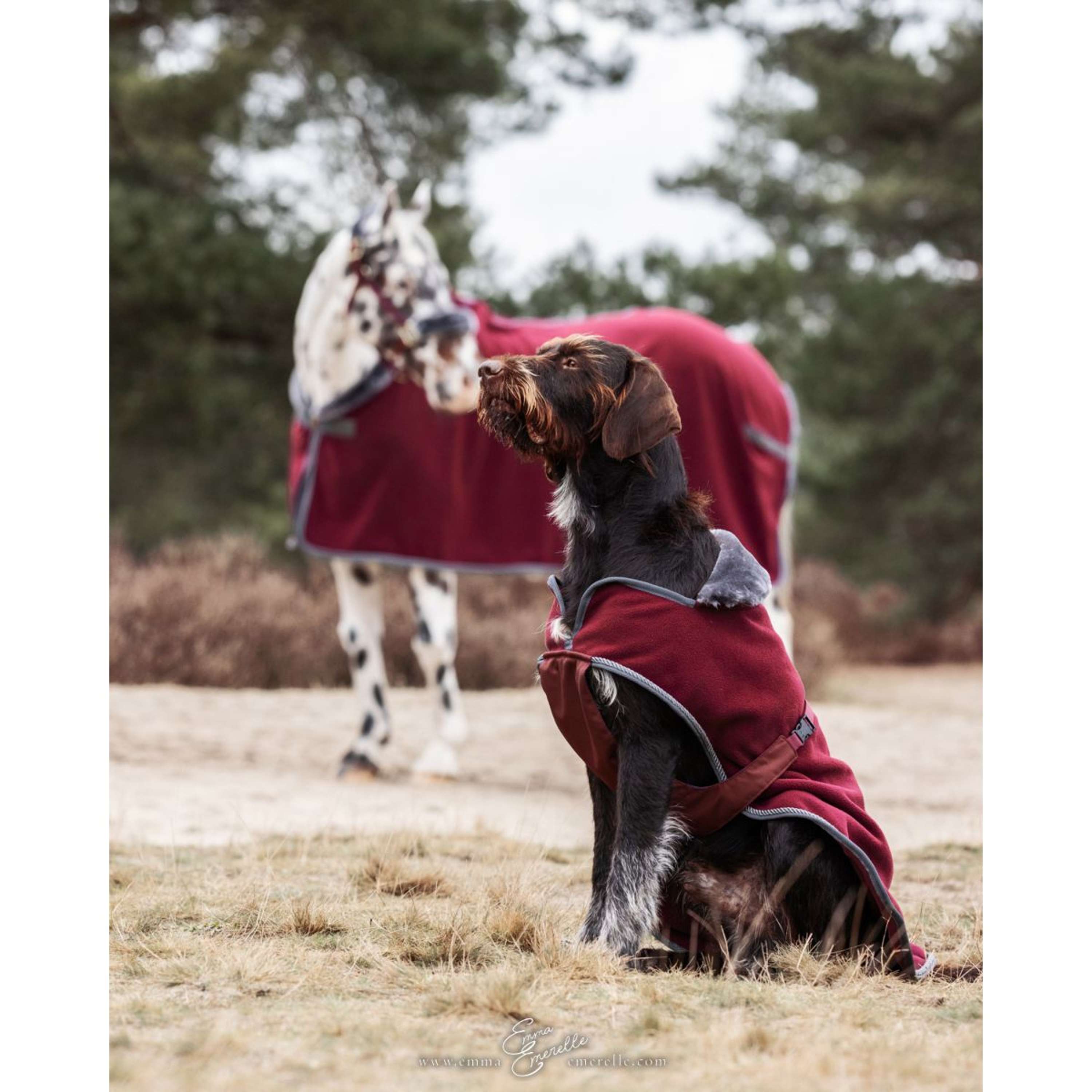 Bucas Hondendeken Show-Line Burgundy/Grijs