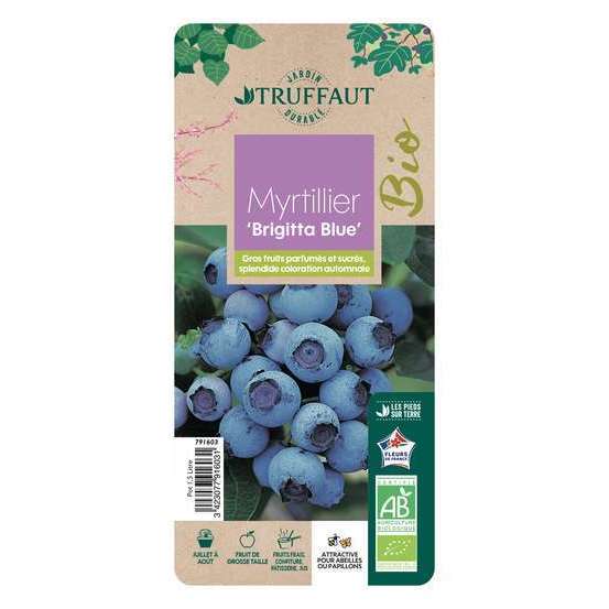 Myrtillier 'Brigitta Blue' bio : pot de 1,5 litres