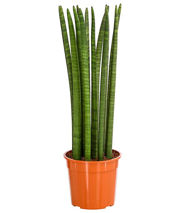 Bogenhanf - Sansevieria cylindrica 'Straight'