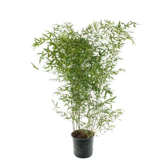 Bambou moyen phyllostachys bissetii 150/200 cm: pot de 18 litres