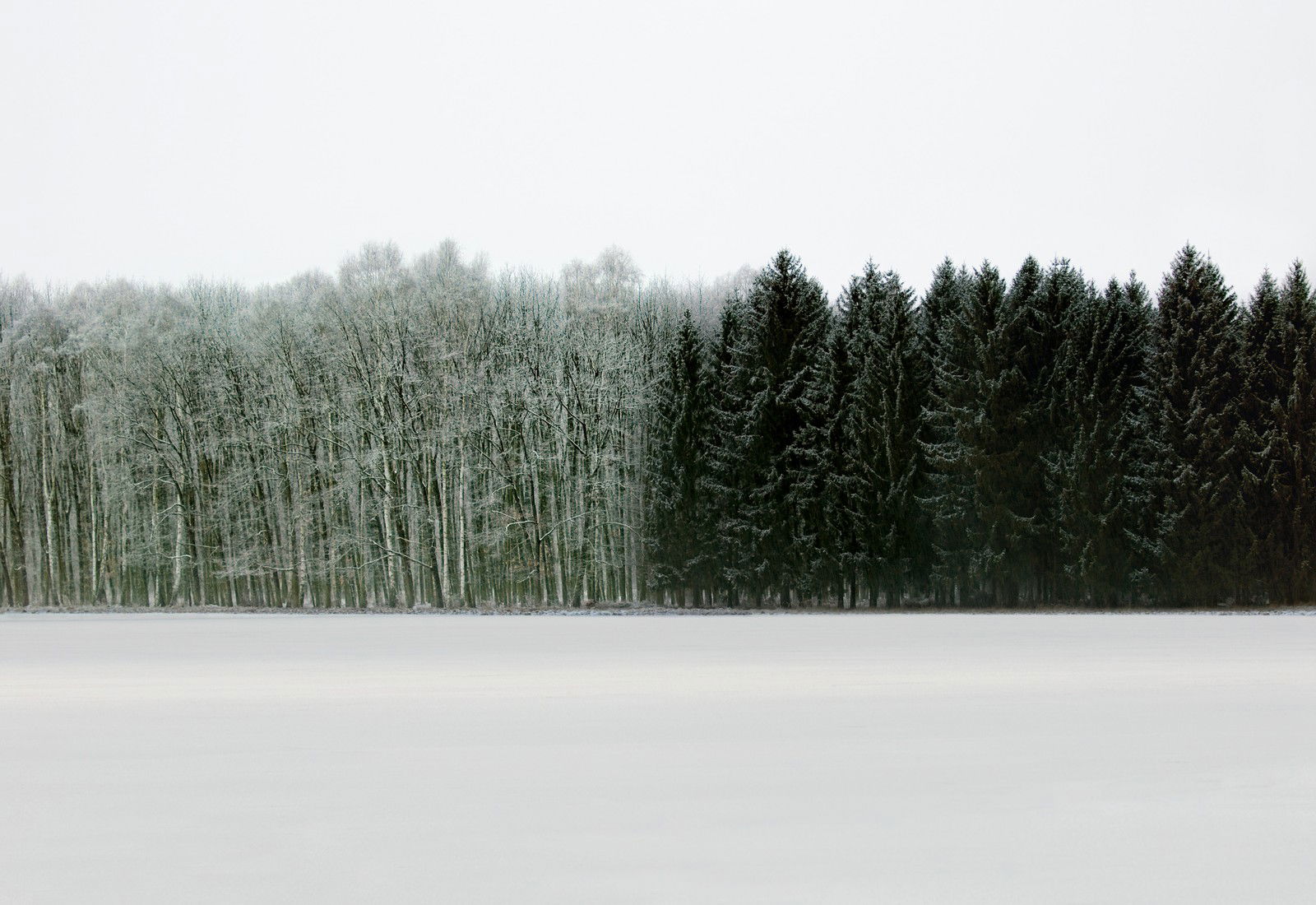 Forest 2 by Hartwig Klappert - Limited Edition. Edition of: 100. Signed.