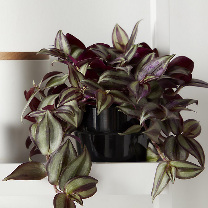 Misère violette en pot plastique 12cm