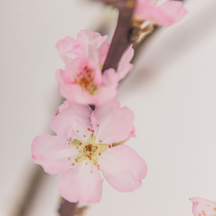 Therme Mindful Blossom Hand Balm 75ML