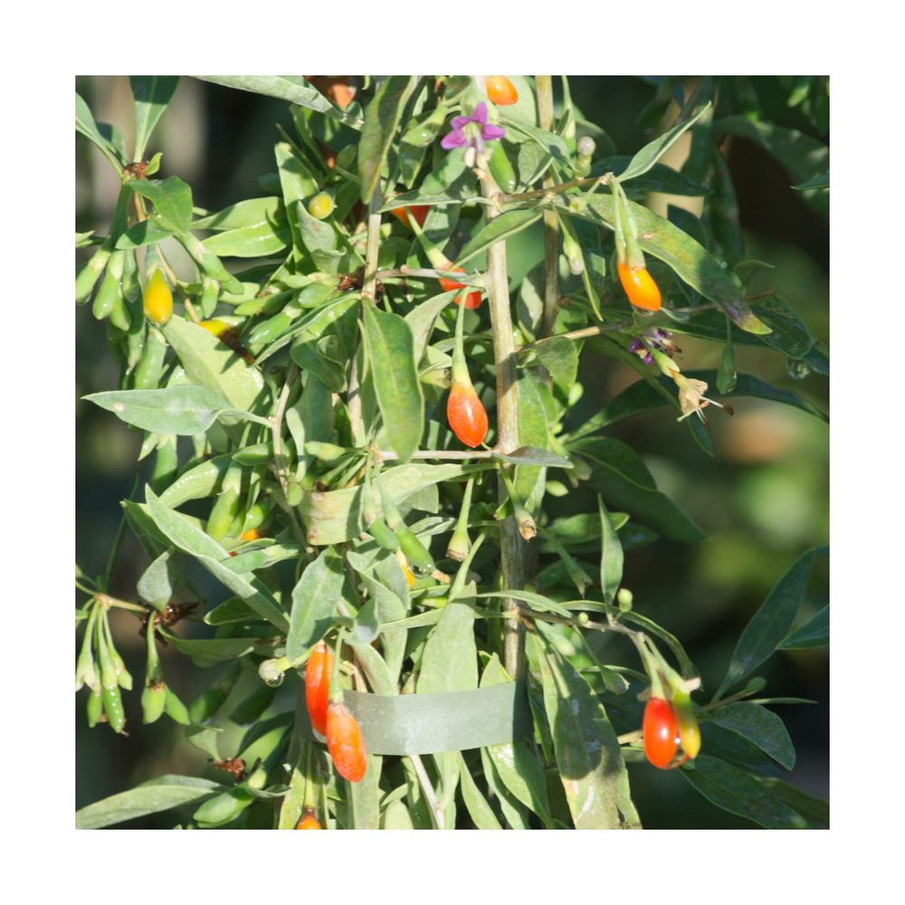 Baie de goji barbarum/lycium barbarum[-]godet - 5/10 cm