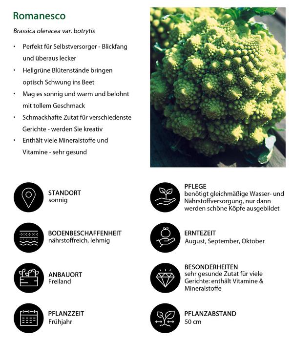 Romanesco, 6er Schale