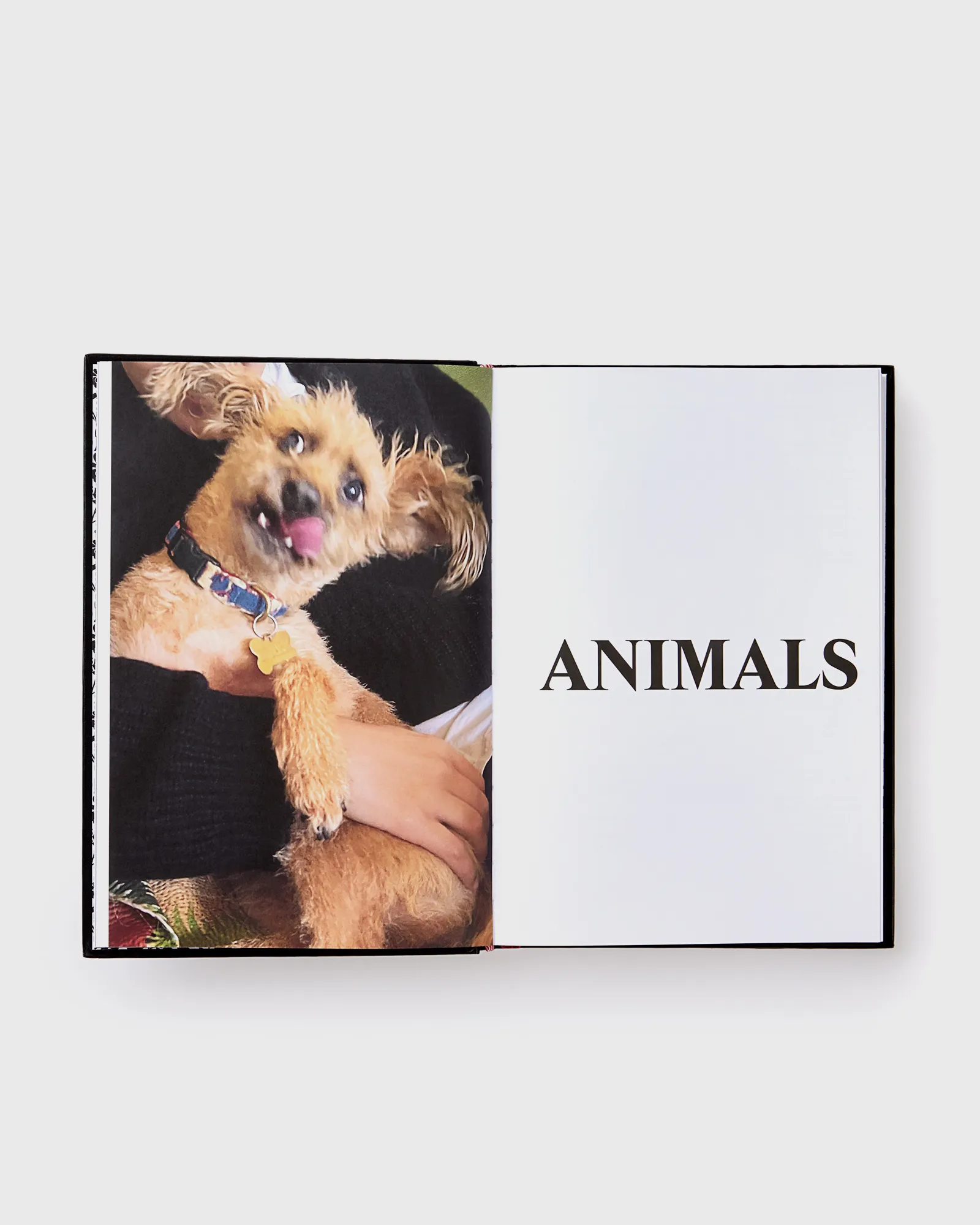 PHAIDON 